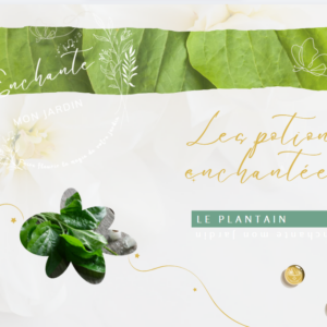 Potion enchantée — Le Plantain