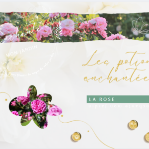 Potion Enchantée - La Rose