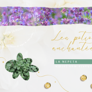 Potion Enchantée - La Népéta ( Cataire)