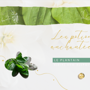 Potion enchantée — Le Plantain